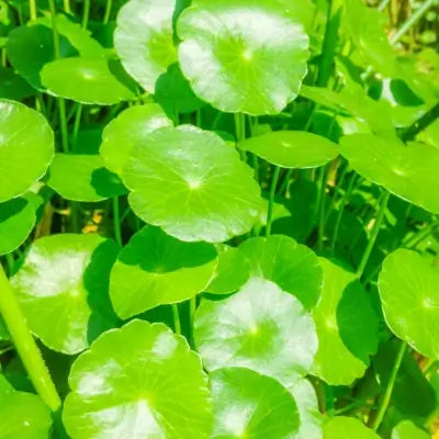 Centella Asiatica skincare benefits for UAE